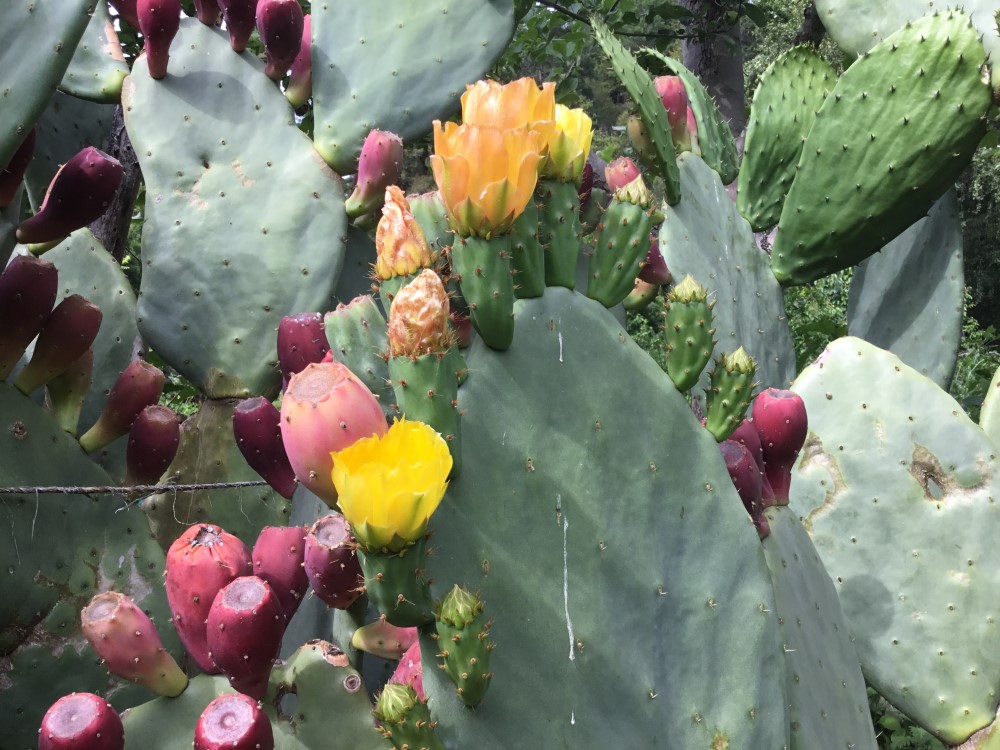 images/stories/virtuemart/product/Desert Green Prickly Pear cactus (Custom)